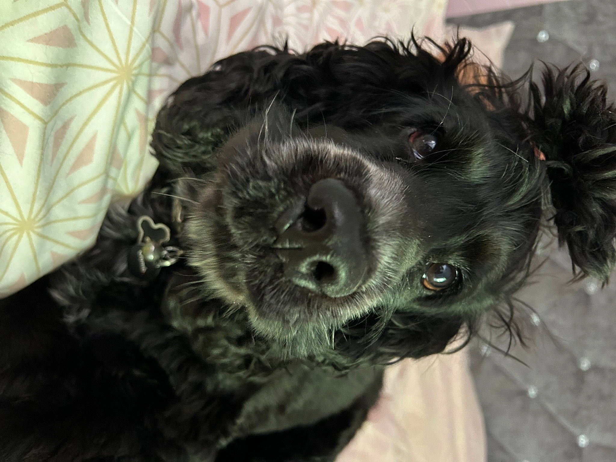 Hugo joined the competition — help win amazing prizes! canidae, carnivore, cocker_spaniel, collar, companion_dog, dog, dog_breed, dog_collar, fur, gun_dog, liver, non_sporting_group, retriever, snout, spaniel, sporting_group, toy_dog, water_dog, whiskers, working_animal