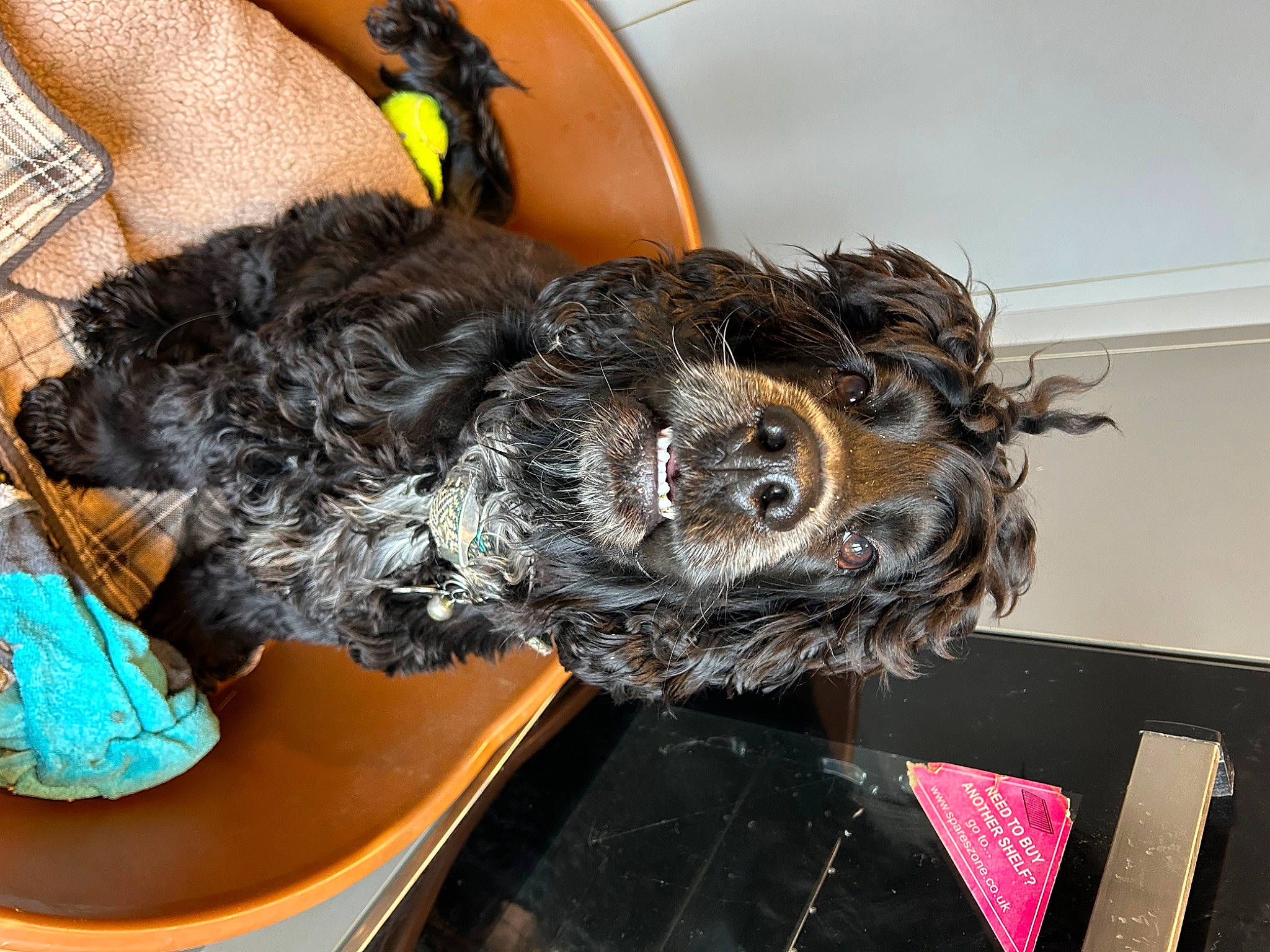 Hugo joined the competition — help win amazing prizes! automotive_tire, canidae, carnivore, claw, companion_dog, dog, dog_breed, fur, small_terrier, sporting_group, tail, terrier, toy_dog, water_dog