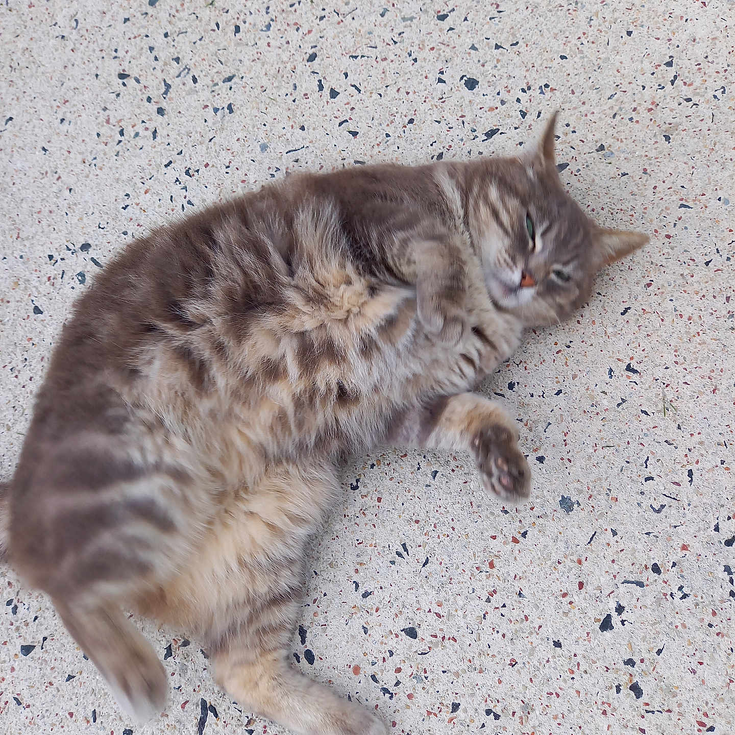 Myrtilles participe au concours pour gagner de l'argent avec cette photo : abyssinian, accessories, alloywheel, animal, car, carwheel, cat, kitten, machine, manx, person, pet, siamese, sleeping, spoke, strap, tire, transportation, vehicle, wheel