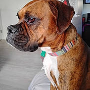 Cleo joined the competition — help win amazing prizes! dog, boxer, pet, indoor, collar, brown, side_profile, living_room, furniture, floor, wall, refrigerator, lamp, decor, household, domestic, animal, portrait, canine, companionship