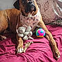 dog, brindle, bed, pillow, toy, crocheted_elephant, colorful_ball, pink_harness, curious_expression, indoor, cozy, resting, pet, canine, animal, furniture, blanket, comfort, home, relaxed