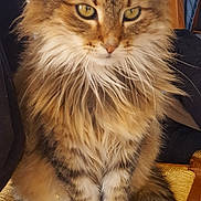 Pickatchu a rejoint le concours — aidez-le/la à gagner de superbes lots ! asian_semi_longhair, british_semi_longhair, carnivoran, cat, cat_like_mammal, domestic_long_haired_cat, domestic_short_haired_cat, eye, fauna, fur, kitten, kurilian_bobtail, maine_coon, mammal, norwegian_forest_cat, pixie_bob, siberian, small_to_medium_sized_cats, snout, whiskers