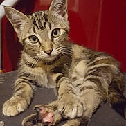 Nwet a rejoint le concours — aidez-le/la à gagner de superbes lots ! american_shorthair, american_wirehair, bengal, california_spangled, carnivoran, cat, cat_like_mammal, domestic_short_haired_cat, dragon_li, european_shorthair, fauna, kitten, maine_coon, ocicat, pixie_bob, small_to_medium_sized_cats, sokoke, tabby_cat, toyger, whiskers