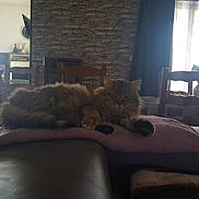 Nounours participe au concours pour gagner de l'argent avec cette photo : bed, bedroom, carnivoran, cat, cat_like_mammal, chair, couch, dog_like_mammal, flooring, furniture, home, house, interior_design, living_room, mammal, room, small_to_medium_sized_cats, vertebrate, window, wood