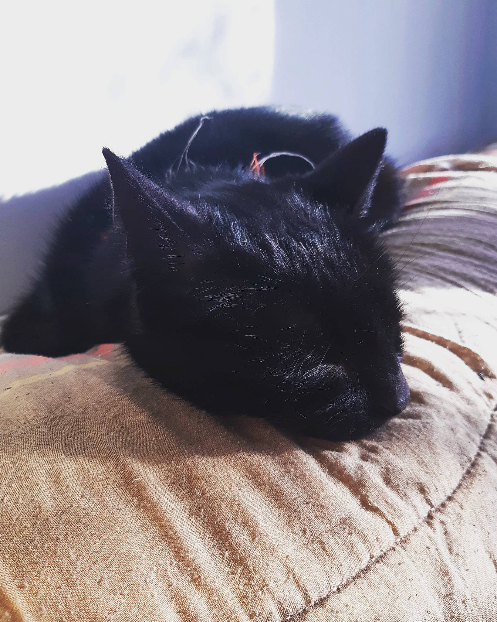 Jasper participe au concours pour gagner de l'argent avec cette photo : black, black_cat, canidae, carnivore, cat, dog_breed, ear, felidae, fur, nap, sleep, snout, whiskers