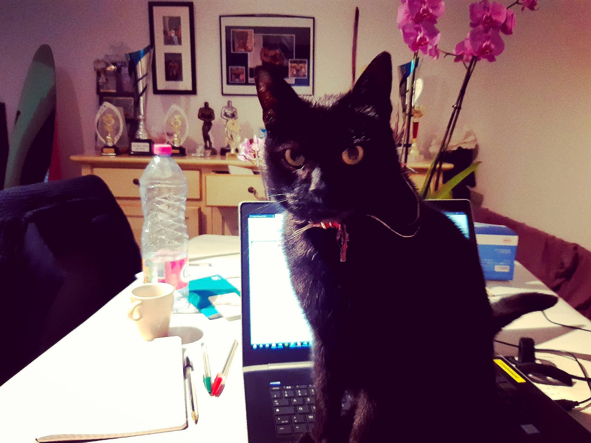 Jasper participe au concours pour gagner de l'argent avec cette photo : asian, black, black_cat, carnivore, cat, design, ear, felidae, flower, fur, house, interior_design, kitten, living_room, plant, room, small_to_medium_sized_cats, square, whiskers