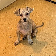 Bebo is registered to the contest to win money with this photo: puppy, dog, floor, tile, indoor, corner, pet, animal, small, cute, fur, ears, tail, shadow, looking_up, attention, young, domestic, companion, scruffy