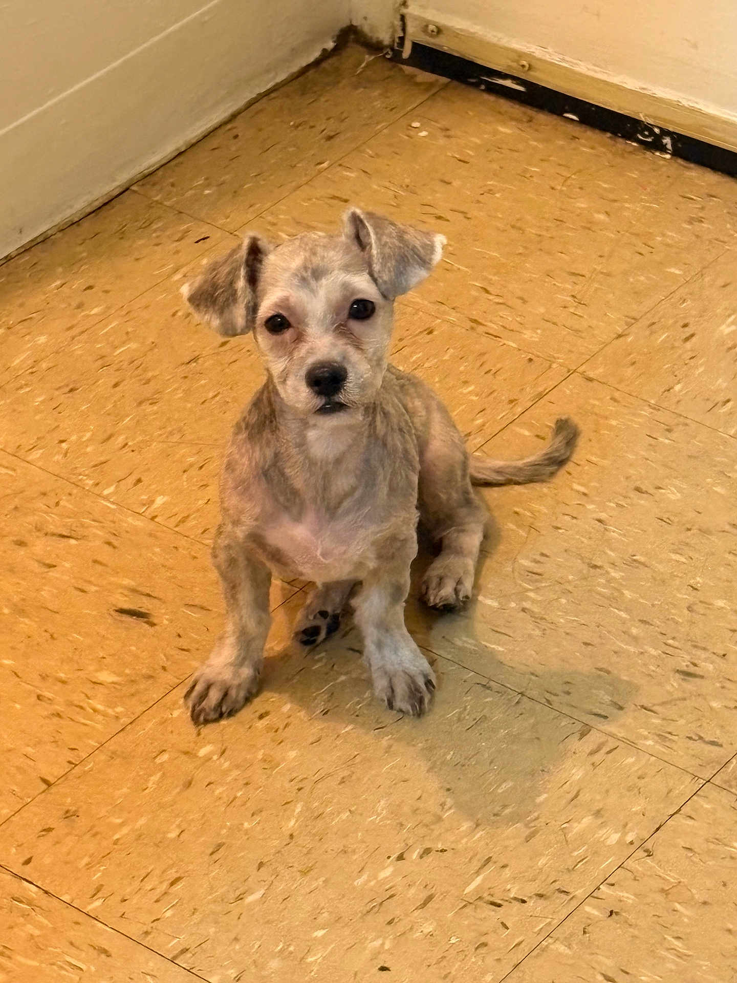 Bebo is registered to the contest to win money with this photo: puppy, dog, floor, tile, indoor, corner, pet, animal, small, cute, fur, ears, tail, shadow, looking_up, attention, young, domestic, companion, scruffy