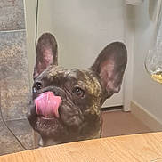 Pancho participe au concours pour gagner de l'argent avec cette photo : animal, brindle, closeup, companion, cute, dog, ears_up, face, floor, french_bulldog, indoor, looking_up, muzzle, nose, pet, table, tile, tongue_out, wall, wooden_table