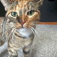 Mrs Cuddles is registered to the contest to win money with this photo: cat, tabby, green_eyes, whiskers, indoor, carpet, door, close_up, pet, feline, curious, animal, household, background, blurred, fur, cute, domestic_cat, portrait