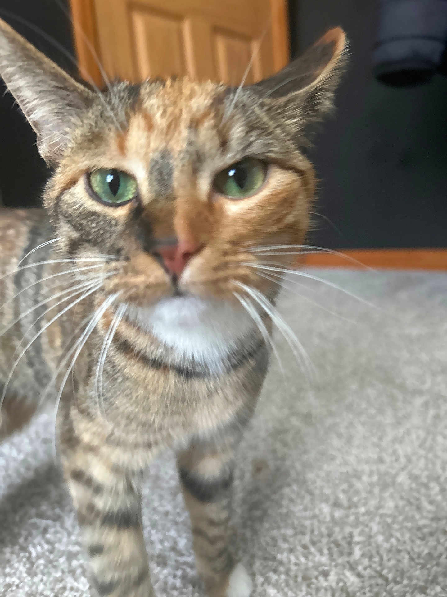 Mrs Cuddles is registered to the contest to win money with this photo: cat, tabby, green_eyes, whiskers, indoor, carpet, door, close_up, pet, feline, curious, animal, household, background, blurred, fur, cute, domestic_cat, portrait