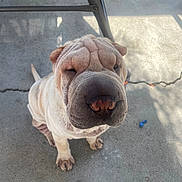 Randy joined the competition — help win amazing prizes! dog, shar_pei, wrinkles, sitting, outdoor, concrete, pet, canine, short_fur, shadow, sunlight, paw, nose, ears, animal, portrait, looking_up, curious, furniture_leg, quiet