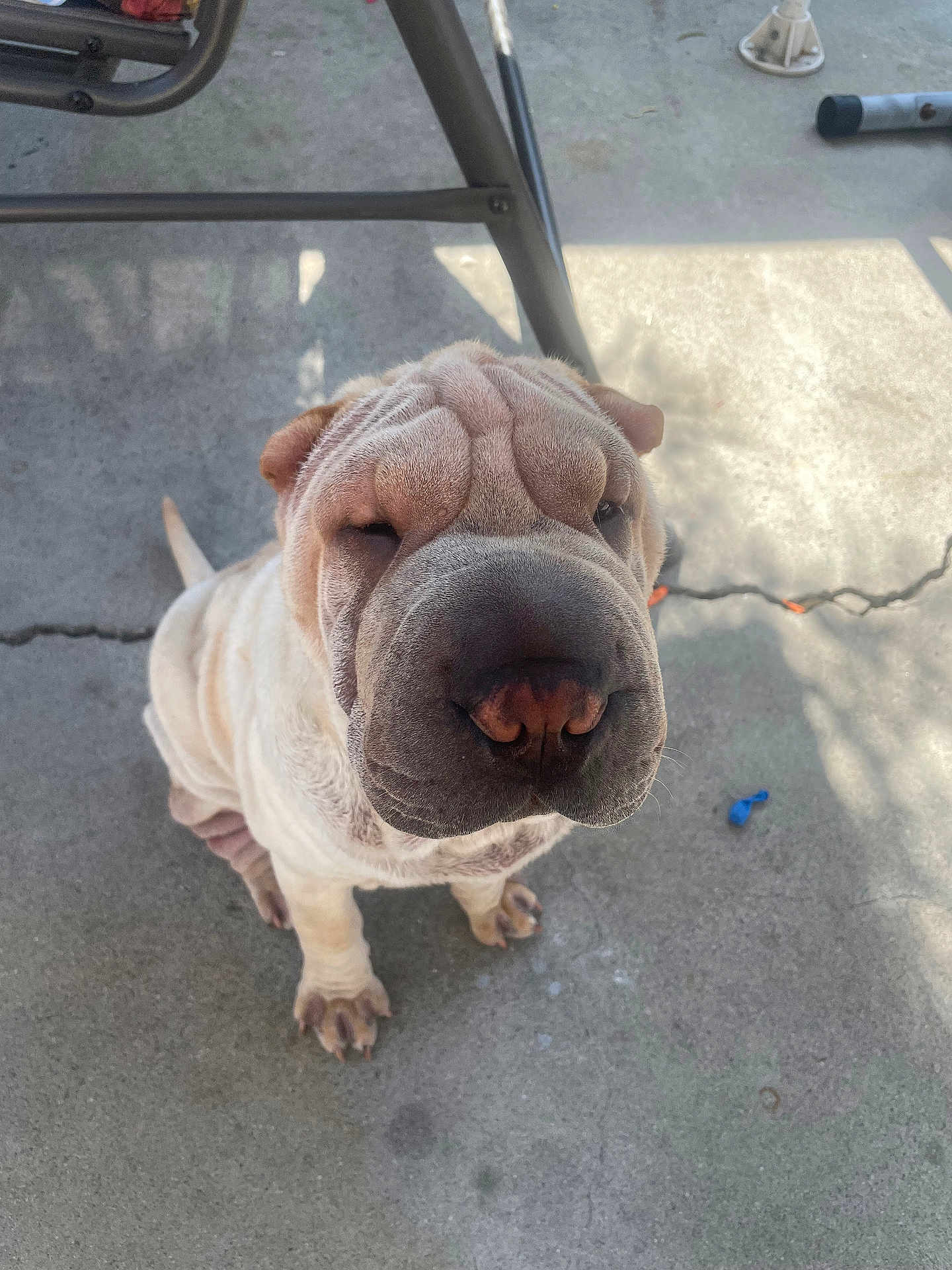 Randy joined the competition — help win amazing prizes! dog, shar_pei, wrinkles, sitting, outdoor, concrete, pet, canine, short_fur, shadow, sunlight, paw, nose, ears, animal, portrait, looking_up, curious, furniture_leg, quiet