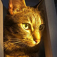 Saada a rejoint le concours — aidez-le/la à gagner de superbes lots ! cat, tabby, close_up, green_eyes, fur, whiskers, animal, pet, wood, light, shadow, portrait, indoor, focus, curious, face, ears, nose, nature, domestic