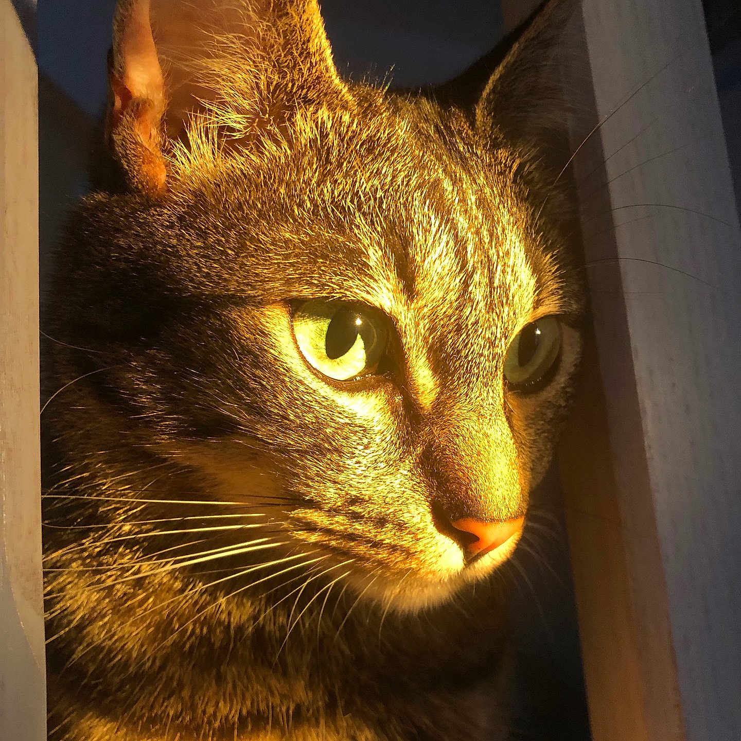 Saada a rejoint le concours — aidez-le/la à gagner de superbes lots ! animal, cat, close_up, curious, domestic, ears, face, focus, fur, green_eyes, indoor, light, nature, nose, pet, portrait, shadow, tabby, whiskers, wood