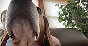Brodie joined the competition — help win amazing prizes! black, blinds, brown, close_up, couch, curious, dog, face_partially_visible, home, indoor, leafy_plant, light, person, pet, plant, portrait, snout, sofa, white, window