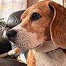 beagle, dog, close_up, portrait, brown_fur, white_fur, leather_couch, indoor, houseplant, decor, cross, window_blinds, calm, pet, animal, side_view, resting, natural_light, fur_texture, domestic