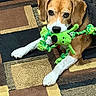 dog, beagle, toy, plush_toy, green_toy, carpet, rug, pet, indoor, animal, brown_dog, white_paws, ears, lying_down, floor, cute, playful, pet_toy, domestic_animal, resting
