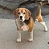 beagle, dog, pet, animal, outdoor, concrete, alert, tail, ears, collar, tag, standing, fur, brown, white, black, leaves, furniture, backyard, daylight