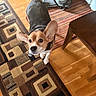 dog, beagle, pet, indoor, carpet, patterned_rug, wooden_floor, furniture, ear_flap, curious, looking_up, collar, paw, home, floor, brown, black, white, animal, cute