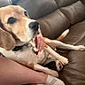 beagle, dog, pet, couch, leather, brown, hand, person, relaxed, indoor, closeup, animal, paw, collar, fur, seated, comfort, domestic, companionship, casual
