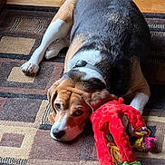 Brodie joined the competition — help win amazing prizes! animal, beagle, collar, cute, dog, domestic_animal, ears, floor, indoor, laying_down, patterned_rug, paw, pet, plush_toy, red_toy, relaxed, resting, rug, toy, wooden_floor