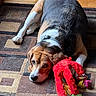 animal, beagle, collar, cute, dog, domestic_animal, ears, floor, indoor, laying_down, patterned_rug, paw, pet, plush_toy, red_toy, relaxed, resting, rug, toy, wooden_floor