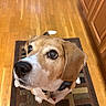 dog, beagle, pet, animal, indoor, wooden_floor, rug, brown, white, ears, nose, collar, looking_up, close_up, floor, cabinet, home, cute, friendly, canine
