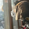 dog, pet, collar, tags, window, light, fur, profile, indoors, animal, brown, closeup, looking, daylight, calm, side_view, focus, background_blur, domestic, canine