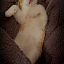 kitten, cat, sleeping, tongue_out, orange_and_white, fluffy, cozy, blanket, soft, pet, cute, resting, indoor, fur, animal, adorable, relaxed, paws, young, comfort