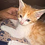 Ronnie joined the competition — help win amazing prizes! kitten, cat, orange_and_white, pet, animal, fur, hand, lap, relaxing, close_up, indoor, soft, cute, young_cat, domestic_cat, whiskers, ears, eyes, person, comfort