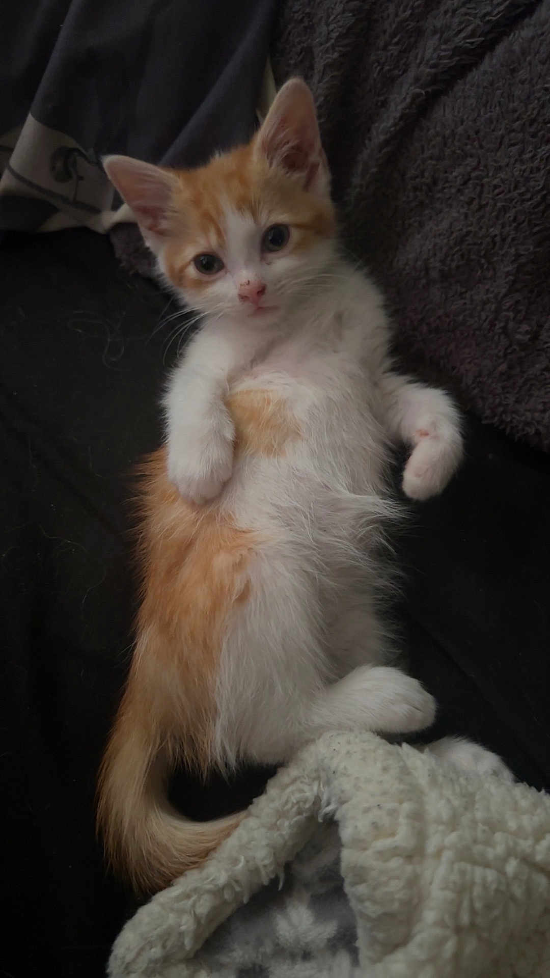 Ronnie joined the competition — help win amazing prizes! kitten, cat, orange_and_white, fur, pet, lying_down, blanket, cozy, cute, animal, whiskers, tail, ears, indoor, resting, soft, young, domestic_cat, relaxing, closeup
