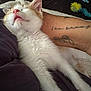 Ronnie is registered to the contest to win money with this photo: kitten, cat, sleeping, tongue_out, arm, tattoo, feline, pet, cozy, blanket, resting, cute, fur, whiskers, indoor, relaxation, animal, paw, closeup, domestic