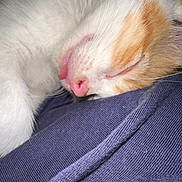Ronnie is registered to the contest to win money with this photo: cat, sleeping, tongue_out, close_up, white_fur, orange_fur, pet, animal, resting, cozy, texture, fabric, soft, cute, whiskers, pink_nose, indoor, nap, relaxed, feline