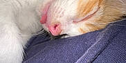 Ronnie is registered to the contest to win money with this photo: animal, cat, close_up, cozy, cute, fabric, feline, indoor, nap, orange_fur, pet, pink_nose, relaxed, resting, sleeping, soft, texture, tongue_out, whiskers, white_fur