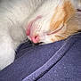 cat, sleeping, tongue_out, close_up, white_fur, orange_fur, pet, animal, resting, cozy, texture, fabric, soft, cute, whiskers, pink_nose, indoor, nap, relaxed, feline