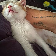 Ronnie is registered to the contest to win money with this photo: animal, arm, cat, closeup, comfort, cozy, cute, domestic_animal, furry, indoor, kitten, pet, pink_nose, relaxation, resting, sleeping, soft, tattoo, tongue_out, whiskers
