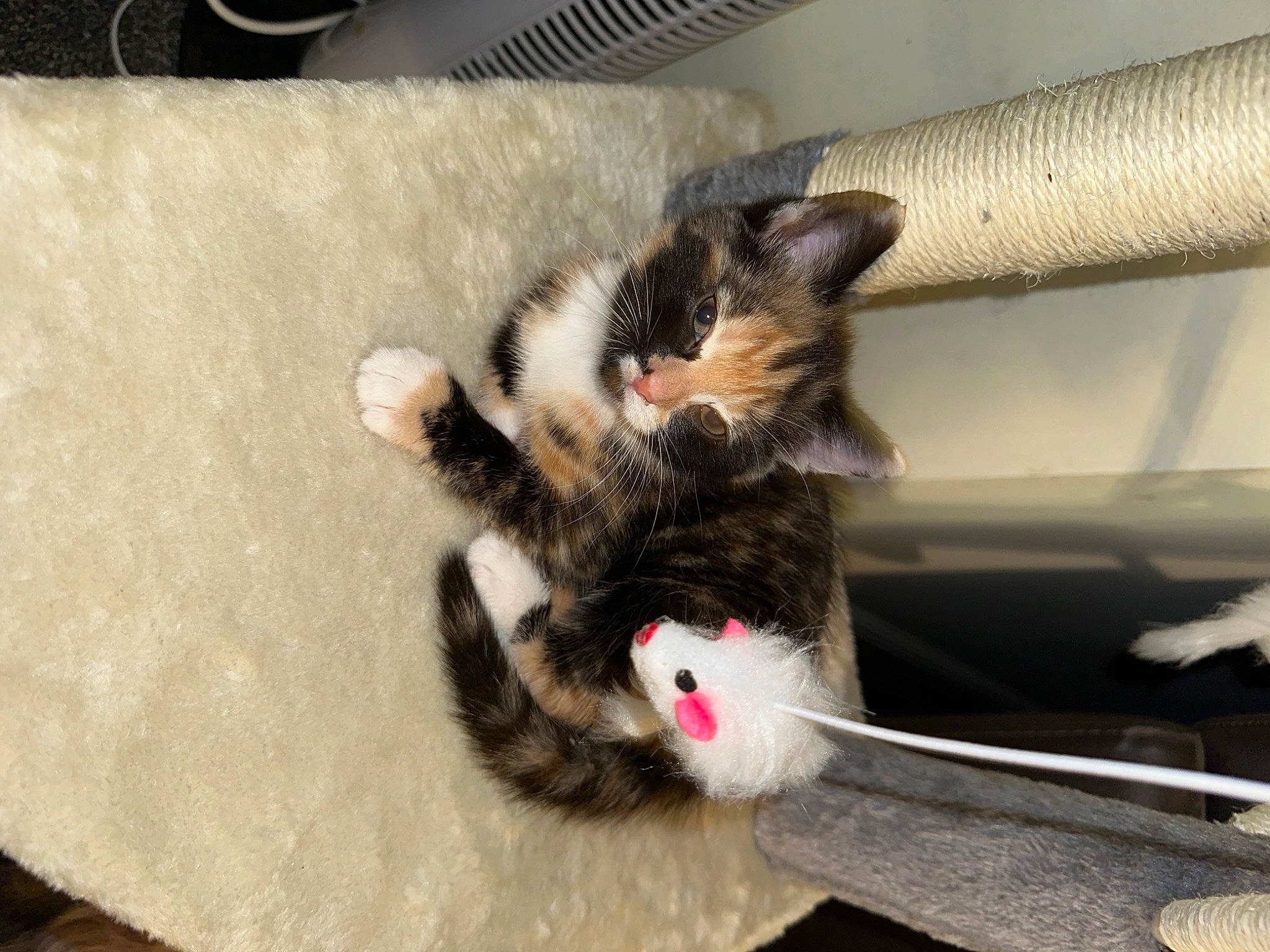 Willow is registered to the contest to win money with this photo: carnivore, cat, cat_toy, claw, comfort, domestic_short_haired_cat, felidae, foot, fur, paw, small_to_medium_sized_cats, snout, tail, terrestrial_animal, whiskers