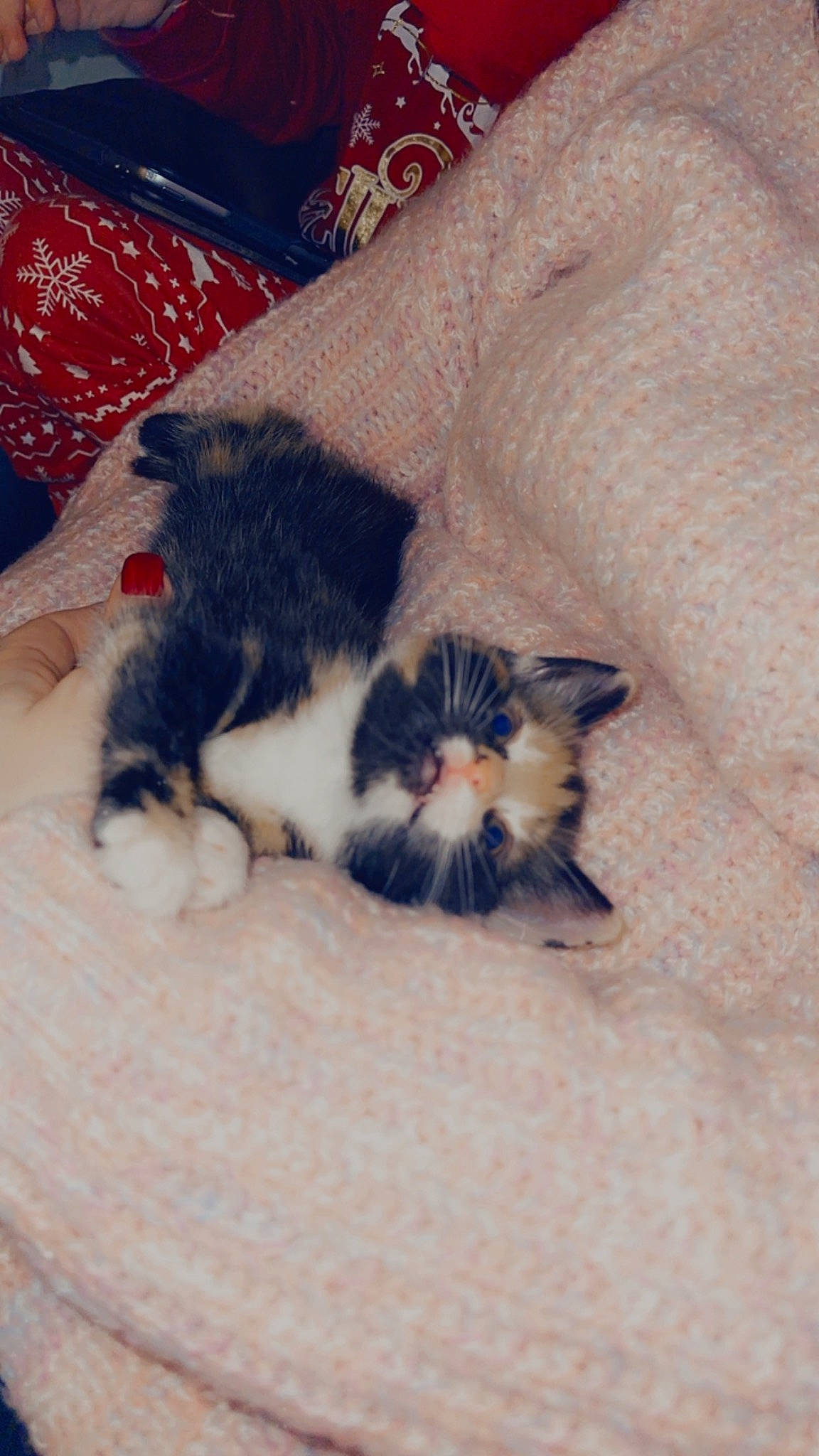 Willow joined the competition — help win amazing prizes! canidae, carnivore, cat, claw, cloud, comfort, companion_dog, couch, domestic_short_haired_cat, felidae, foot, fur, human_leg, linens, paw, small_to_medium_sized_cats, snout, tail, whiskers, wood