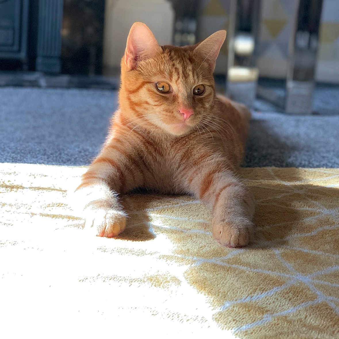 Milo joined the competition — help win amazing prizes! abyssinian, angora, animal, blanket, cat, hardwood, homedecor, indoors, kitten, manx, pet, plywood, wood