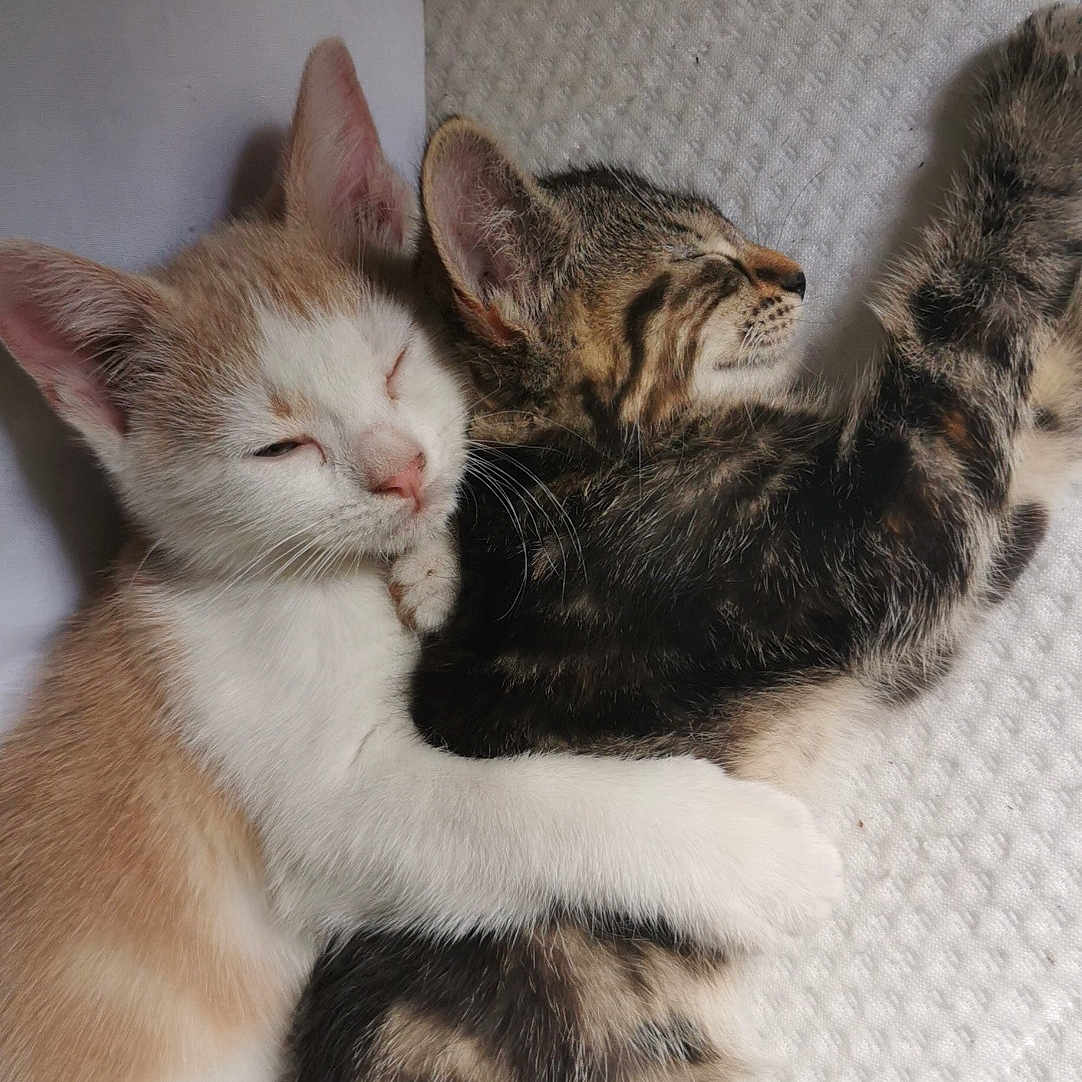 Grisette participe au concours pour gagner de l'argent avec cette photo : abyssinian, animal, architecture, armchair, blanket, building, cat, chair, couch, cushion, furniture, homedecor, indoors, kitten, livingroom, manx, person, pet, siamese, sleeping