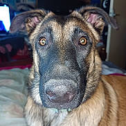 Mirage a rejoint le concours — aidez-le/la à gagner de superbes lots ! dog, close_up, indoor, bed, pet, canine, ears, nose, fur, animal, looking_at_camera, brown, black, room, blanket, television, furniture, domestic, portrait, curious