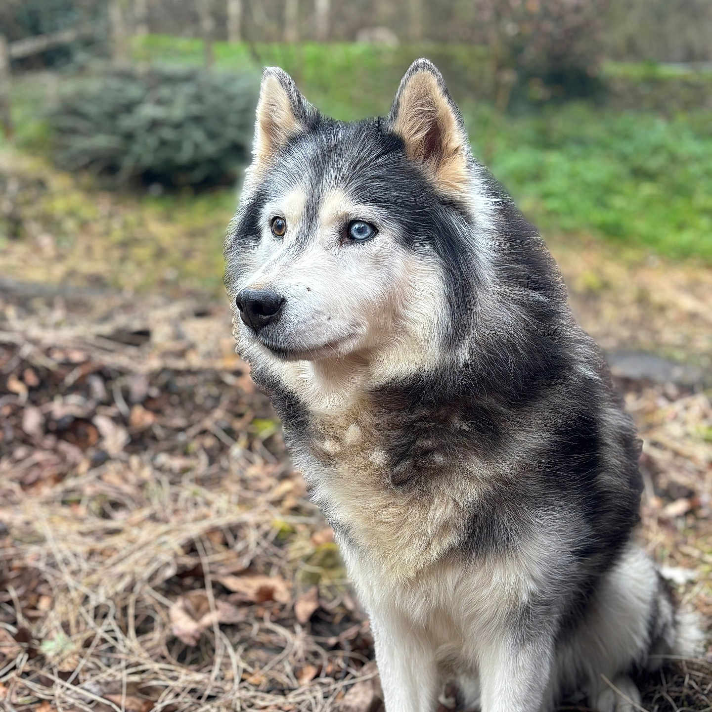 Hutch participe au concours pour gagner de l'argent avec cette photo : animal, canine, dog, eskimodog, husky, outdoors, pet, puppy, redwolf, snout, whitedog, wolf