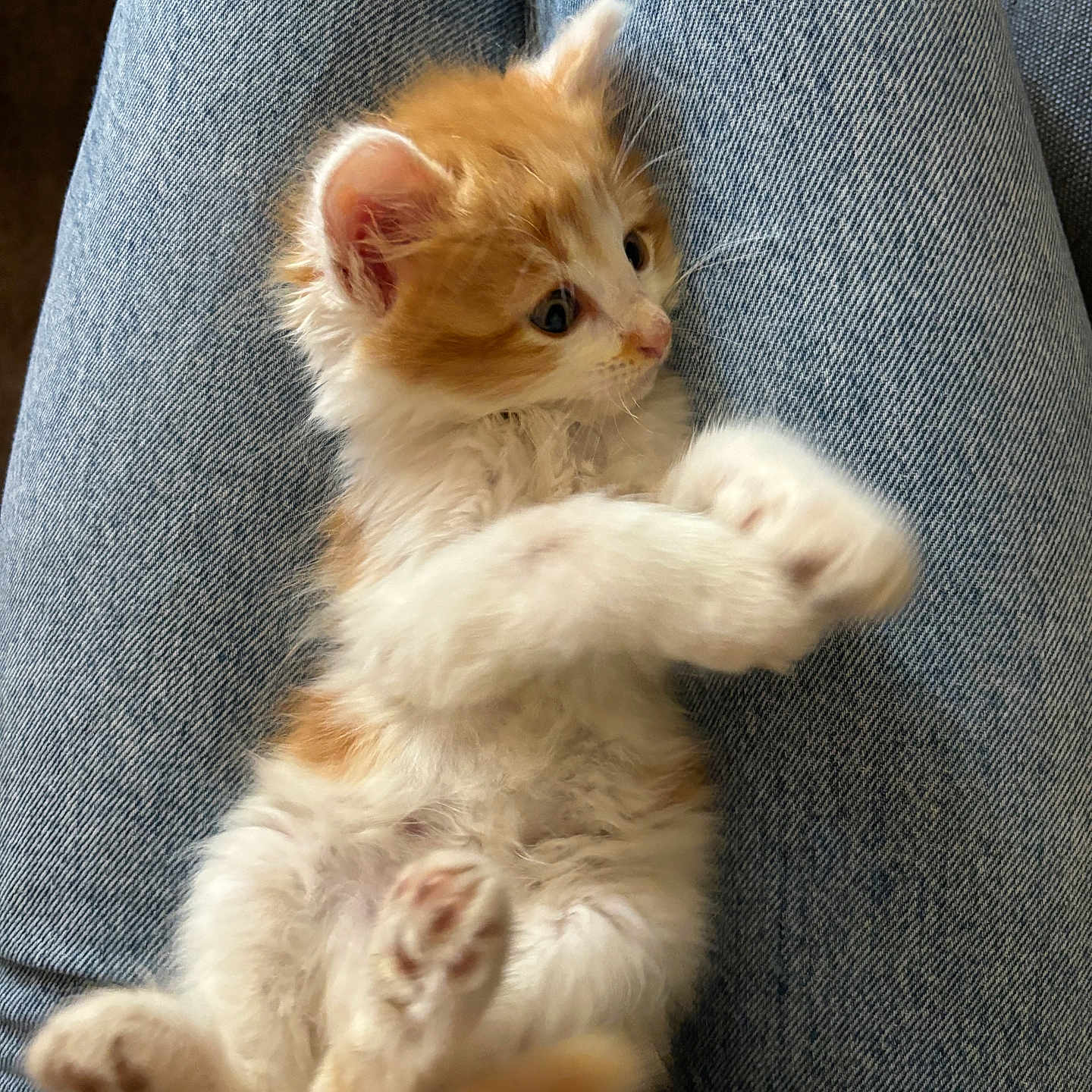 Garfield a rejoint le concours — aidez-le/la à gagner de superbes lots ! abyssinian, animal, armchair, cat, chair, couch, furniture, kitten, manx, pet, siamese