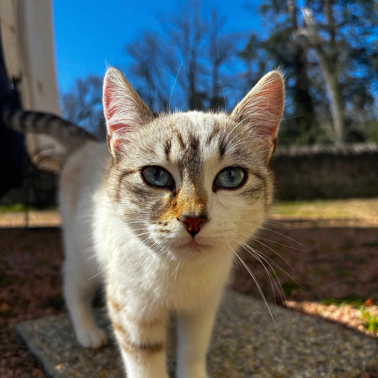 Gribouille a rejoint le concours — aidez-le/la à gagner de superbes lots ! abyssinian, angora, animal, cat, gravel, kitten, manx, pet, road, rubble, siamese, slate