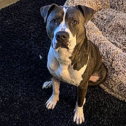 Brindle joined the competition — help win amazing prizes! animal, bed, brown_and_white, canine, companion, cute, dog, domestic, ears, floor, fur, home, indoor, looking_up, paws, pet, portrait, resting_place, rug, sitting