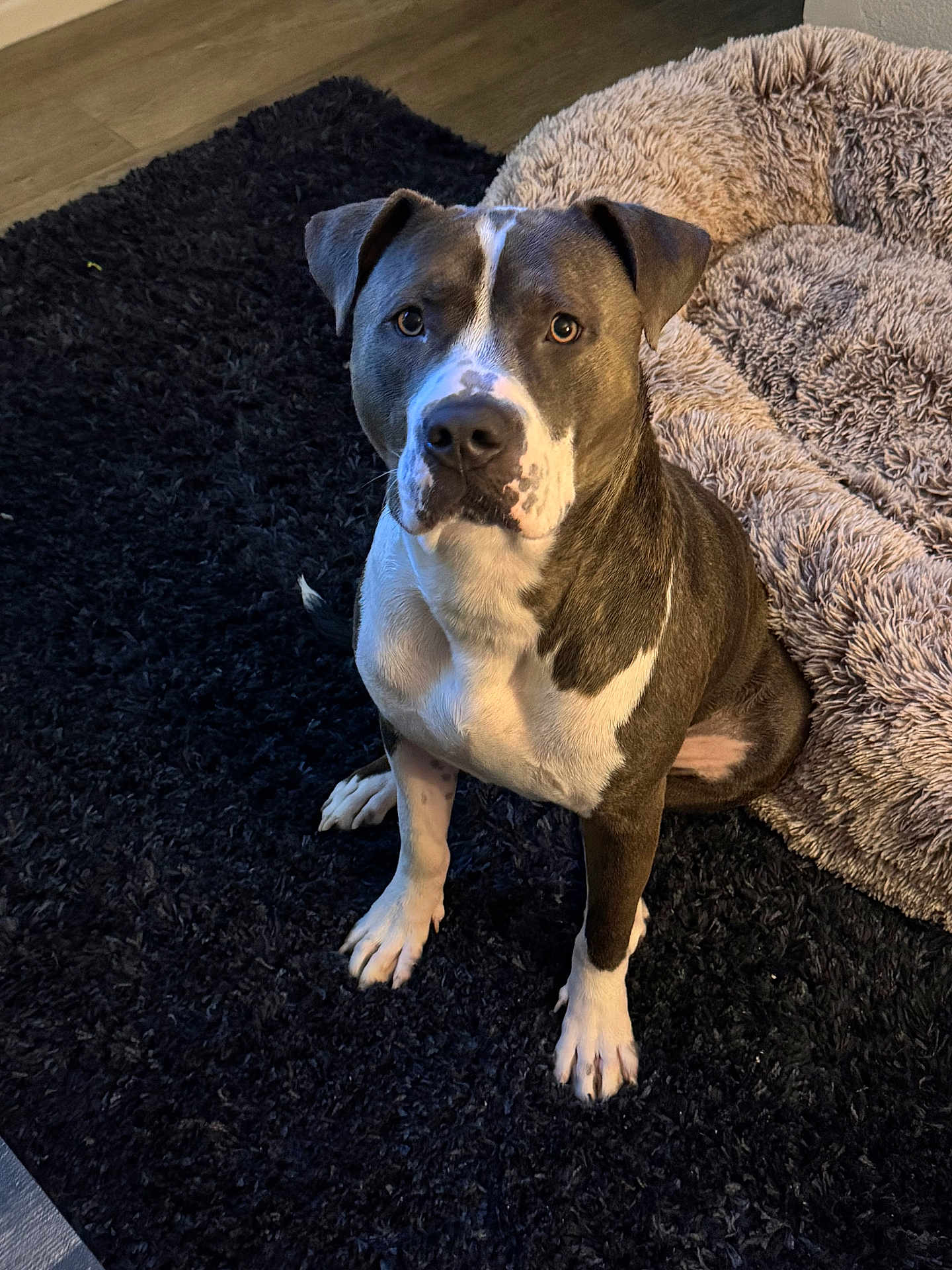 Brindle
