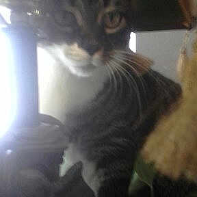 Prissy is registered to the contest to win money with this photo: carnivore, cat, domestic_short_haired_cat, european_shorthair, felidae, fur, kitten, leg, norwegian_forest_cat, polydactyl_cat, sky, small_to_medium_sized_cats, tabby_cat, tail, whiskers