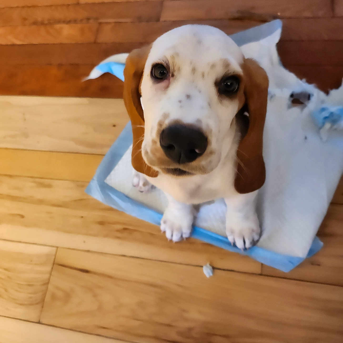 Murphy is registered to the contest to win money with this photo: animal, beagle, canine, cockerspaniel, dog, dogbed, hardwood, hound, indoors, interiordesign, labradorretriever, pet, plywood, pointer, puppy, snout, stainedwood, towel, wood, woodpanels