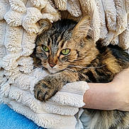 Pepete participe au concours pour gagner de l'argent avec cette photo : cat, tabby_cat, green_eyes, fur, whiskers, blanket, fleece, texture, hand, human_arm, blue_jeans, clothing, cozy, pet, domestic_animal, resting, indoor, closeup, comfort, warmth